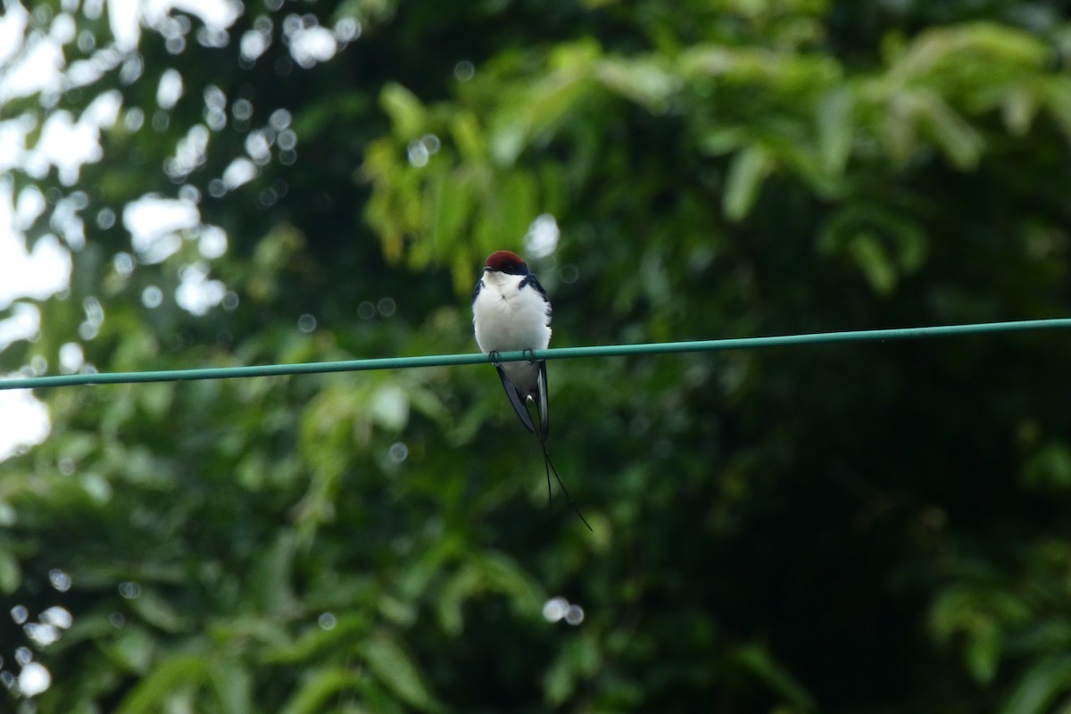 Wire-tailed Swallow - ML640024613