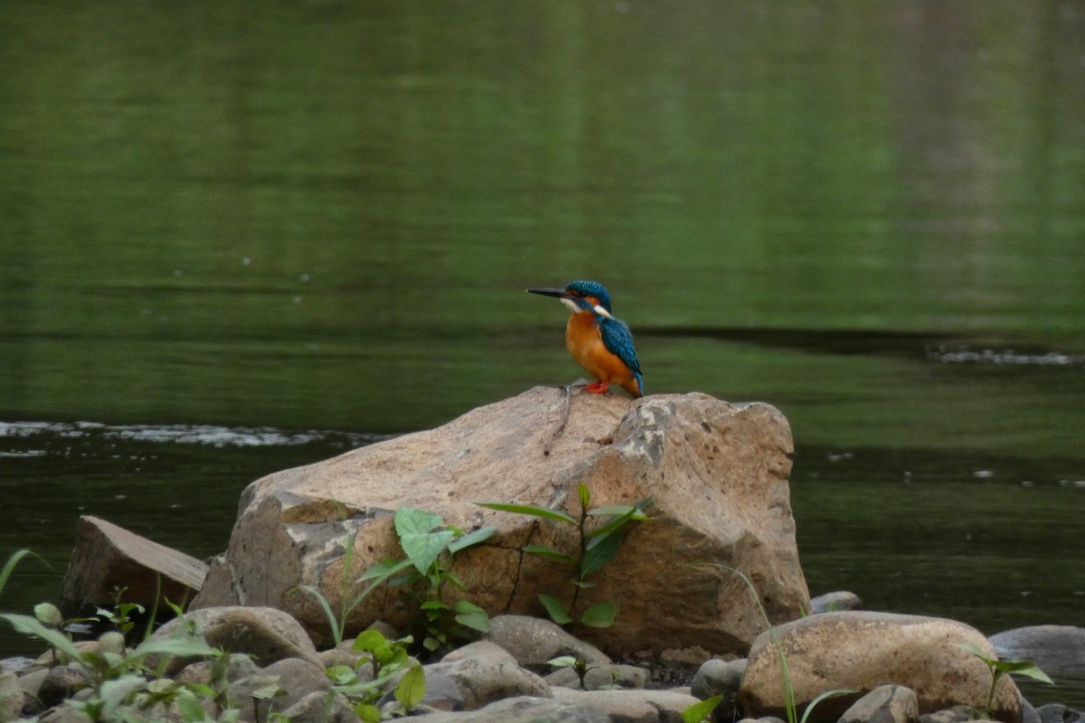 Common Kingfisher - ML640024618