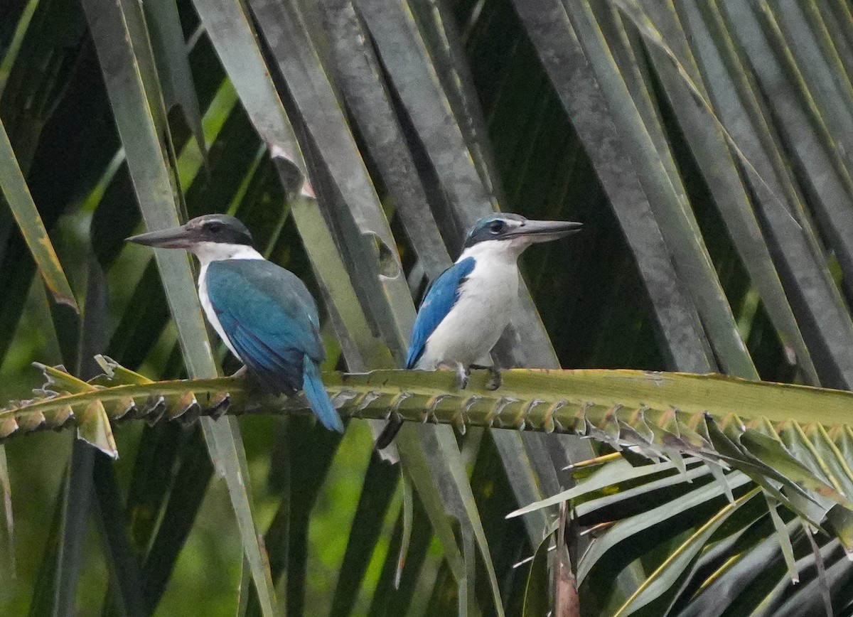 Collared Kingfisher - ML640024635