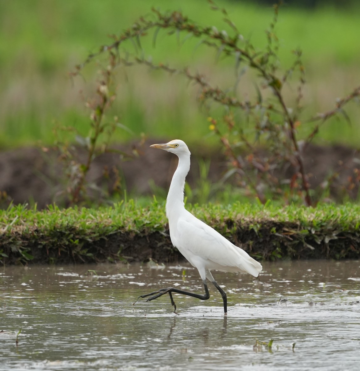 Eastern Cattle-Egret - ML640024653