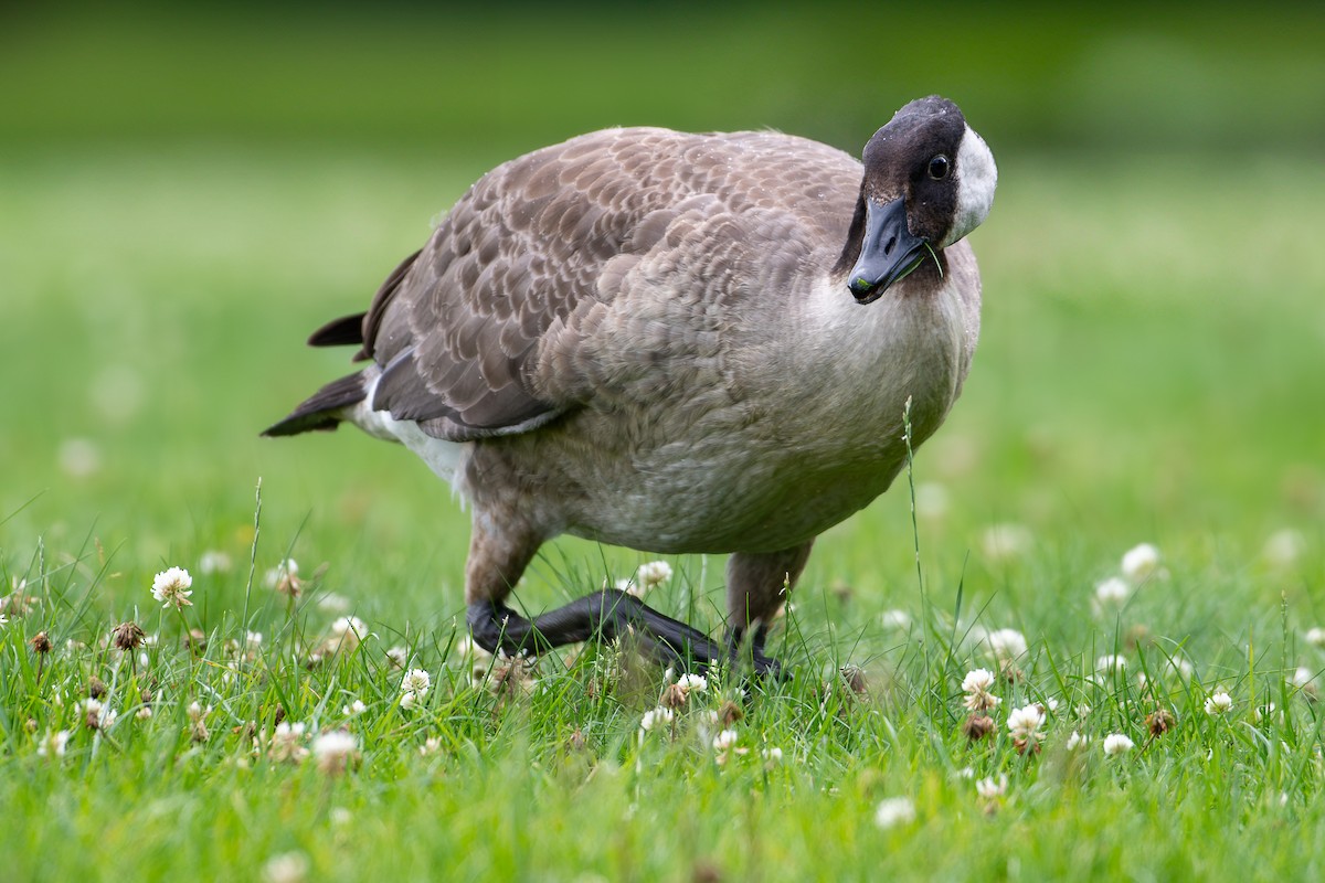 Canada Goose - ML640024660
