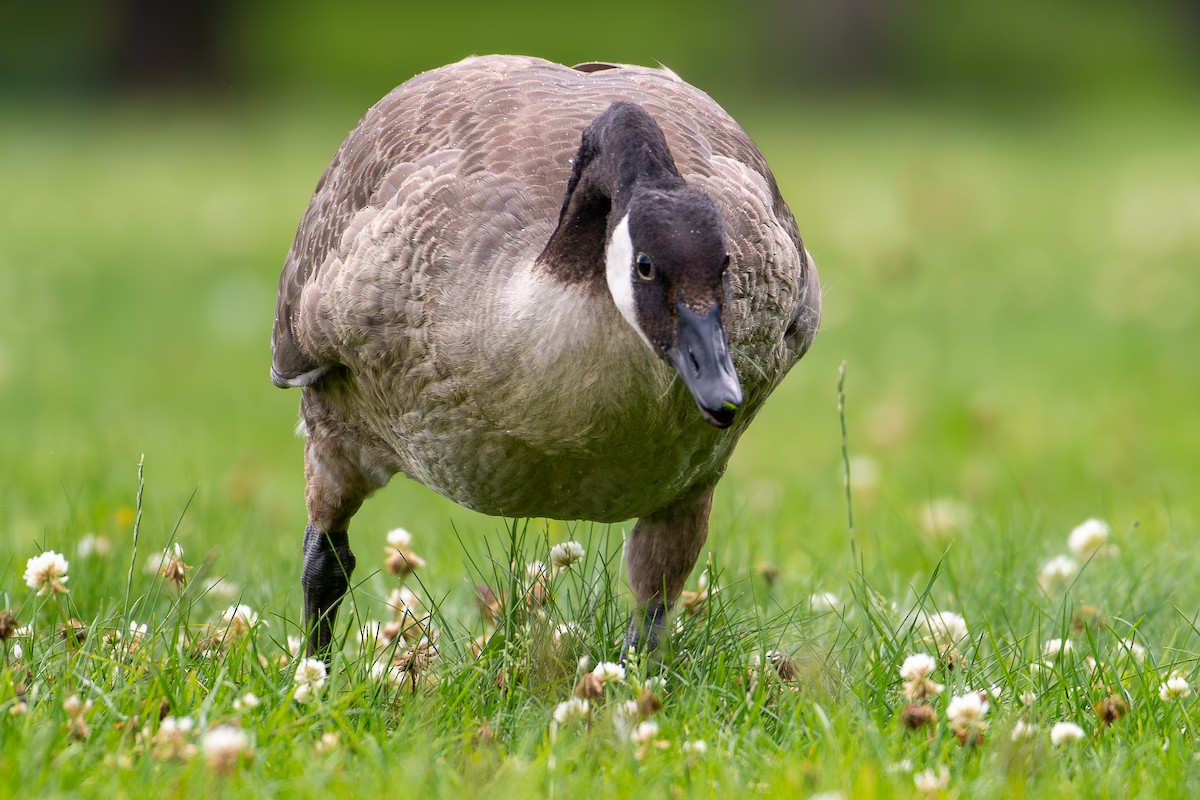 Canada Goose - ML640024661