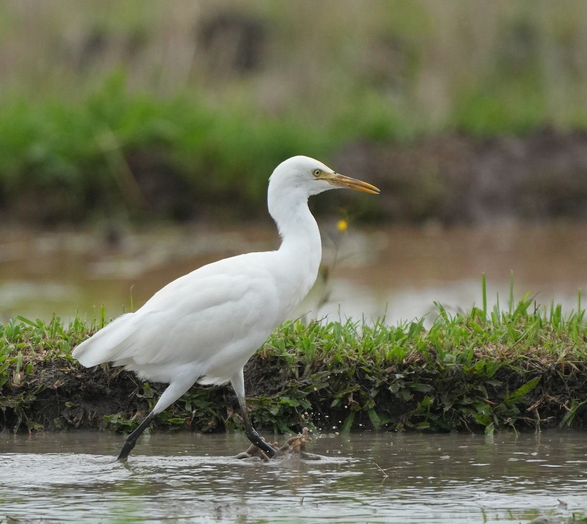 Eastern Cattle-Egret - ML640024664