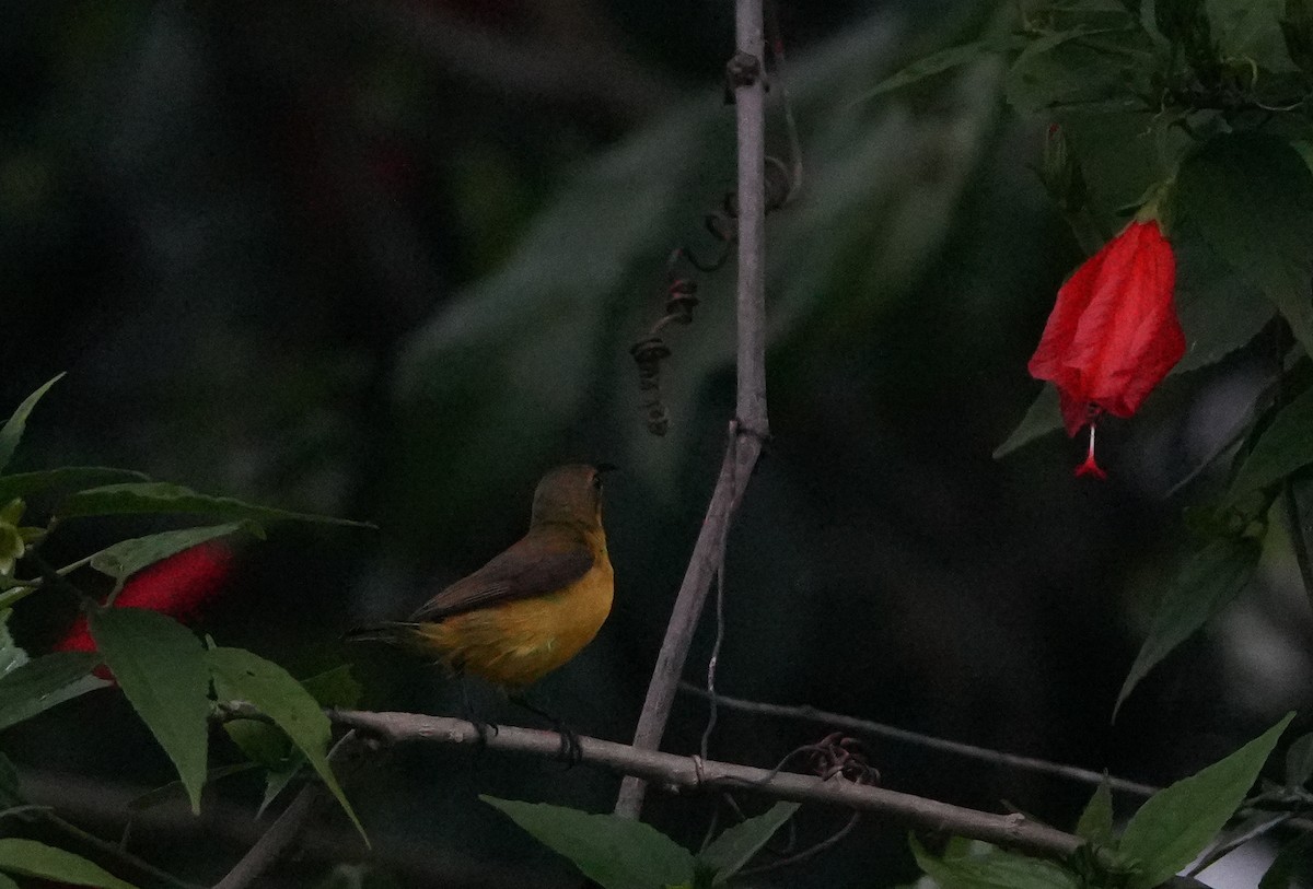 Ornate Sunbird - ML640024671