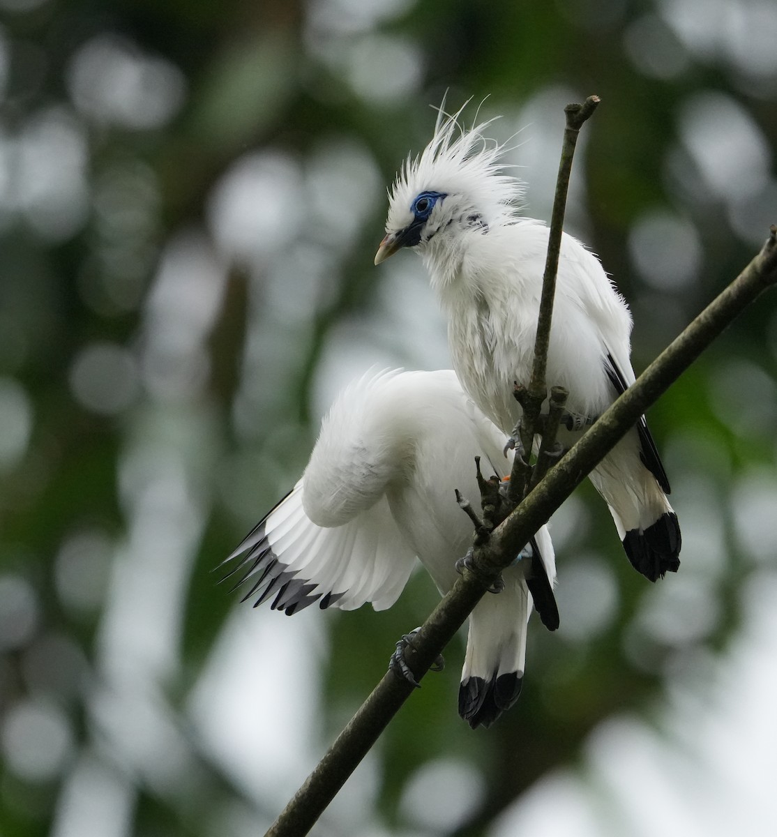 Bali Myna - ML640024677
