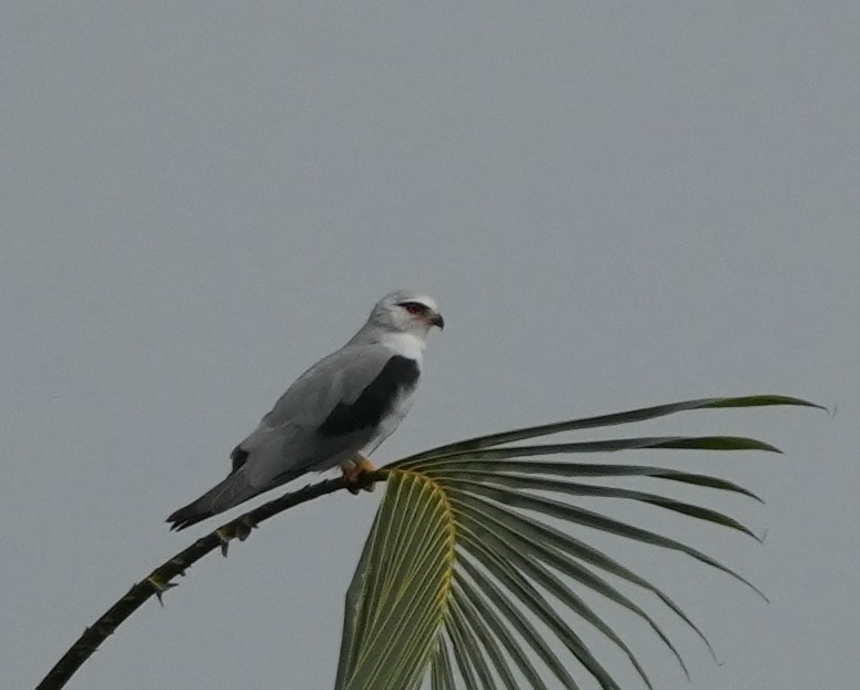 Black-winged Kite - ML640024693