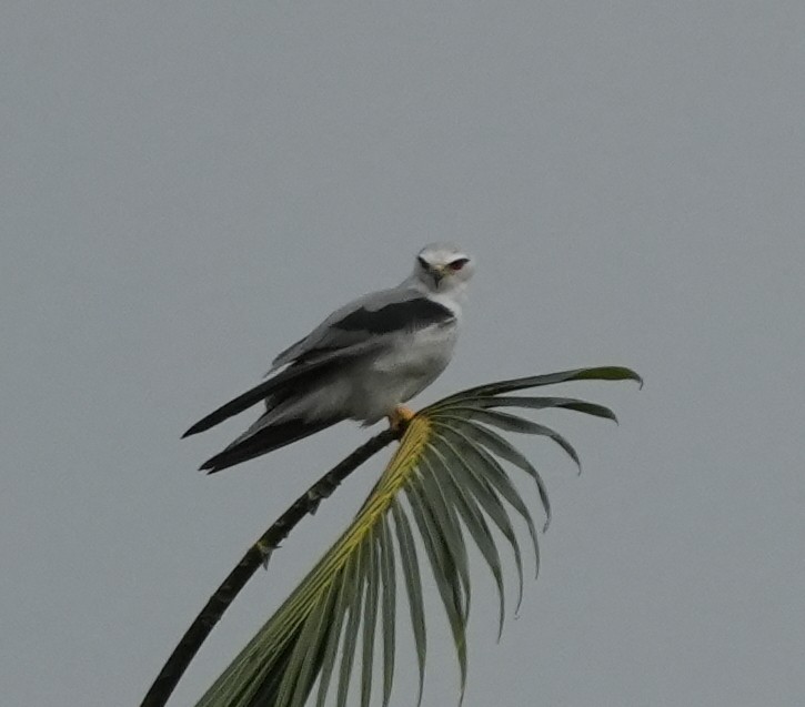 Black-winged Kite - ML640024695