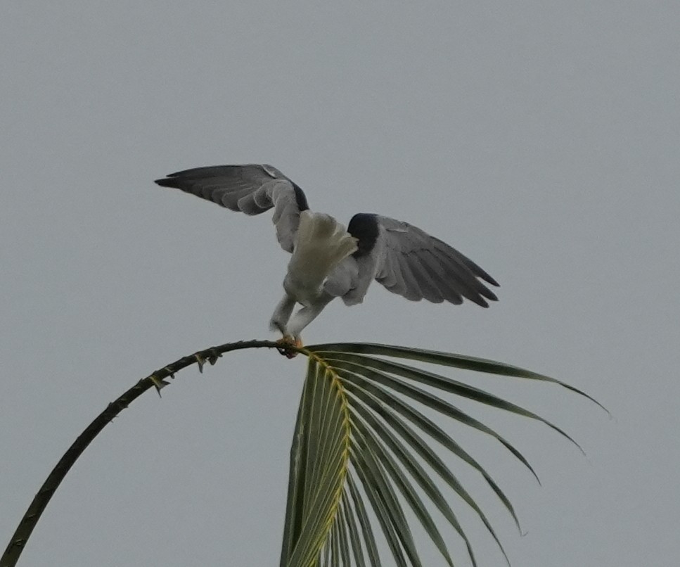 Black-winged Kite - ML640024699