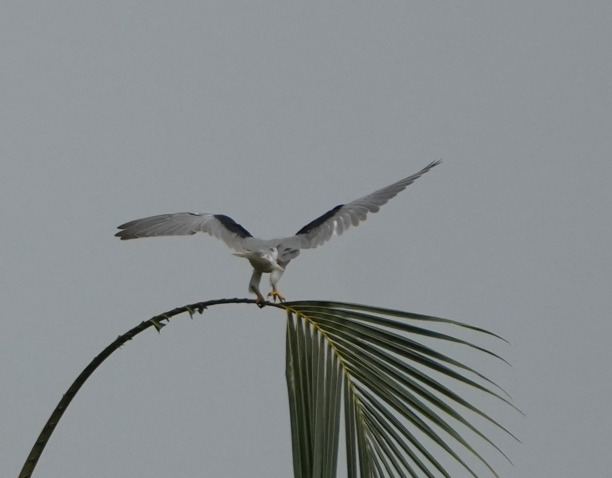 Black-winged Kite - ML640024704