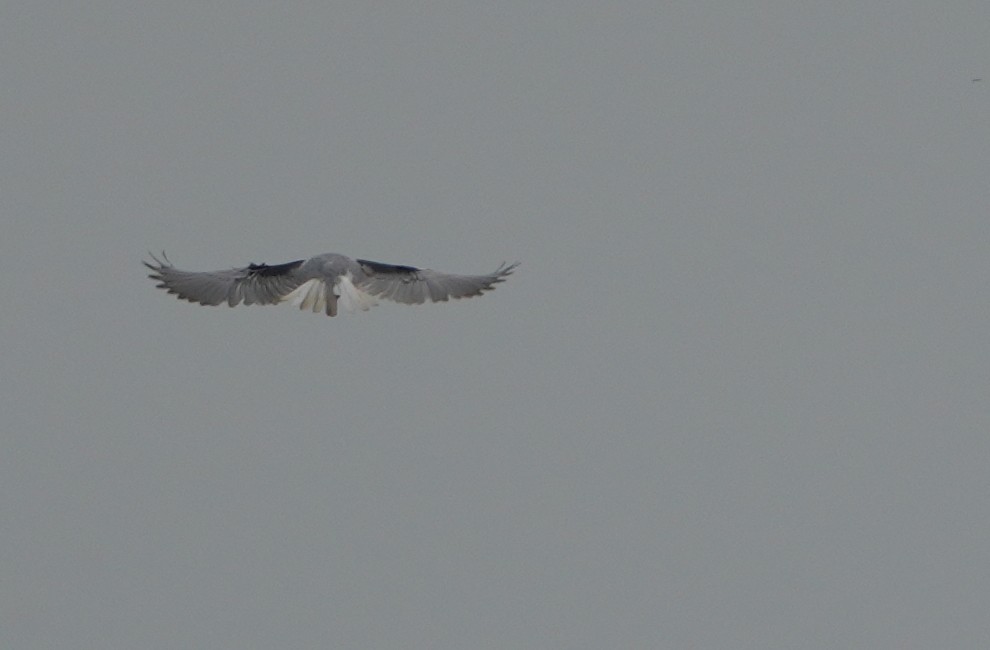 Black-winged Kite - ML640024705