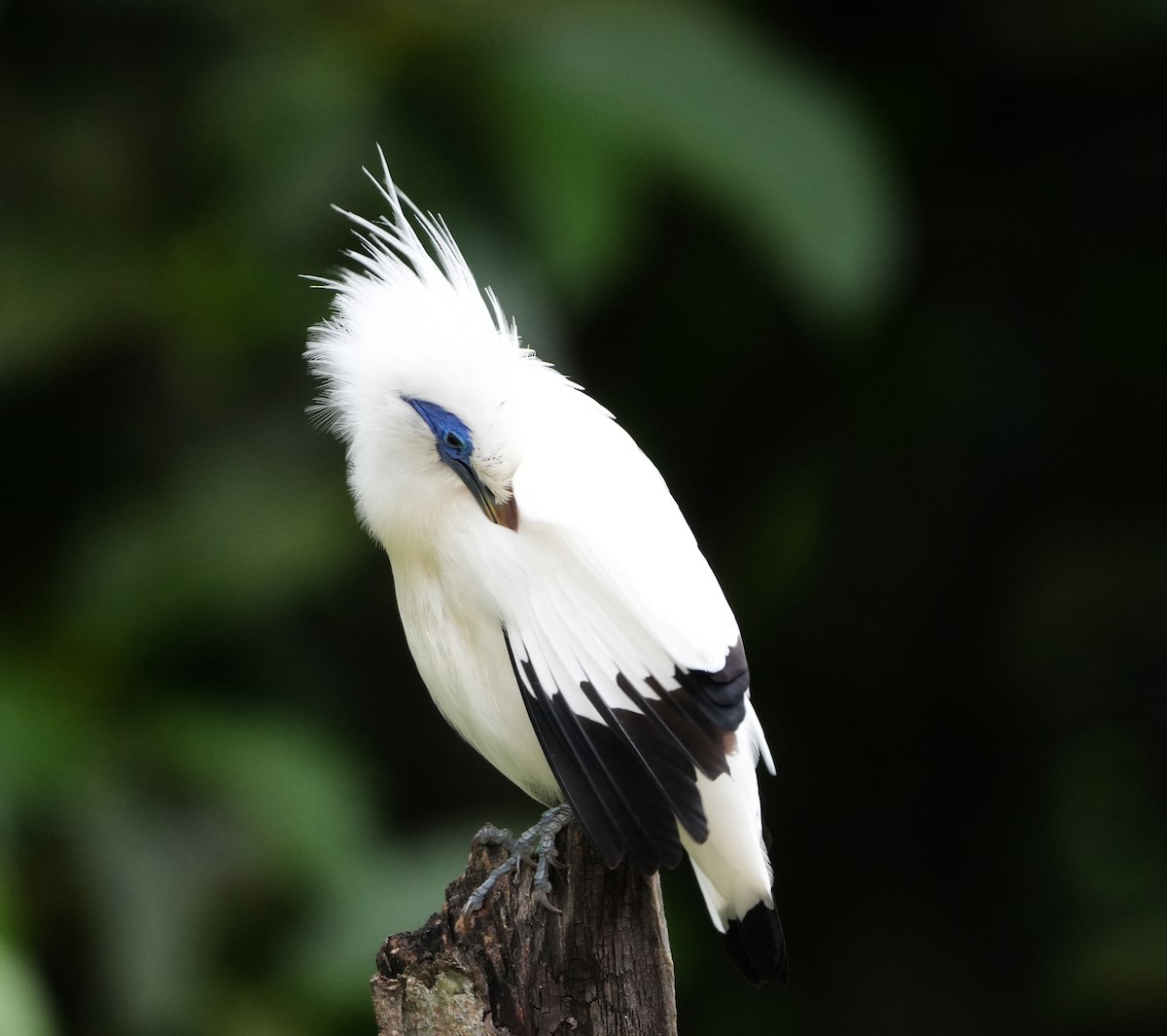 Bali Myna - ML640024712