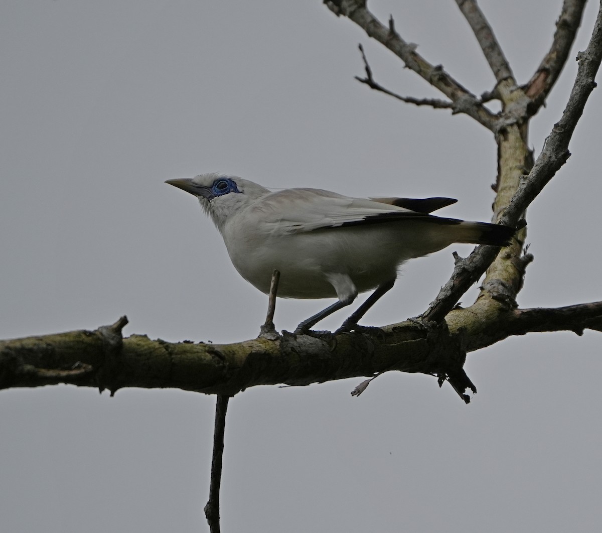 Bali Myna - ML640024718