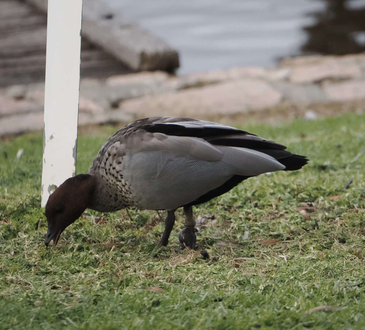 Maned Duck - ML640024733