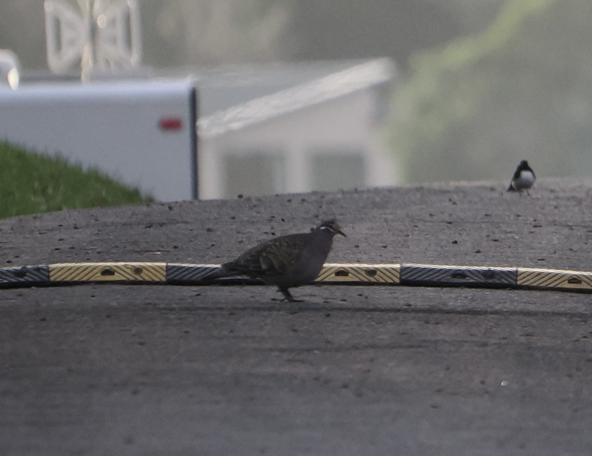 Common Bronzewing - ML640024741