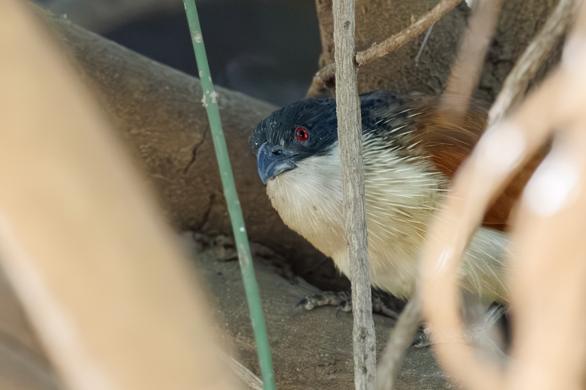 Coucal de Burchell - ML640024743