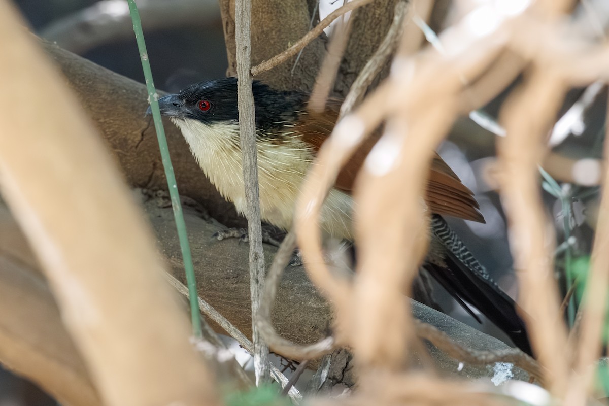 Coucal de Burchell - ML640024744