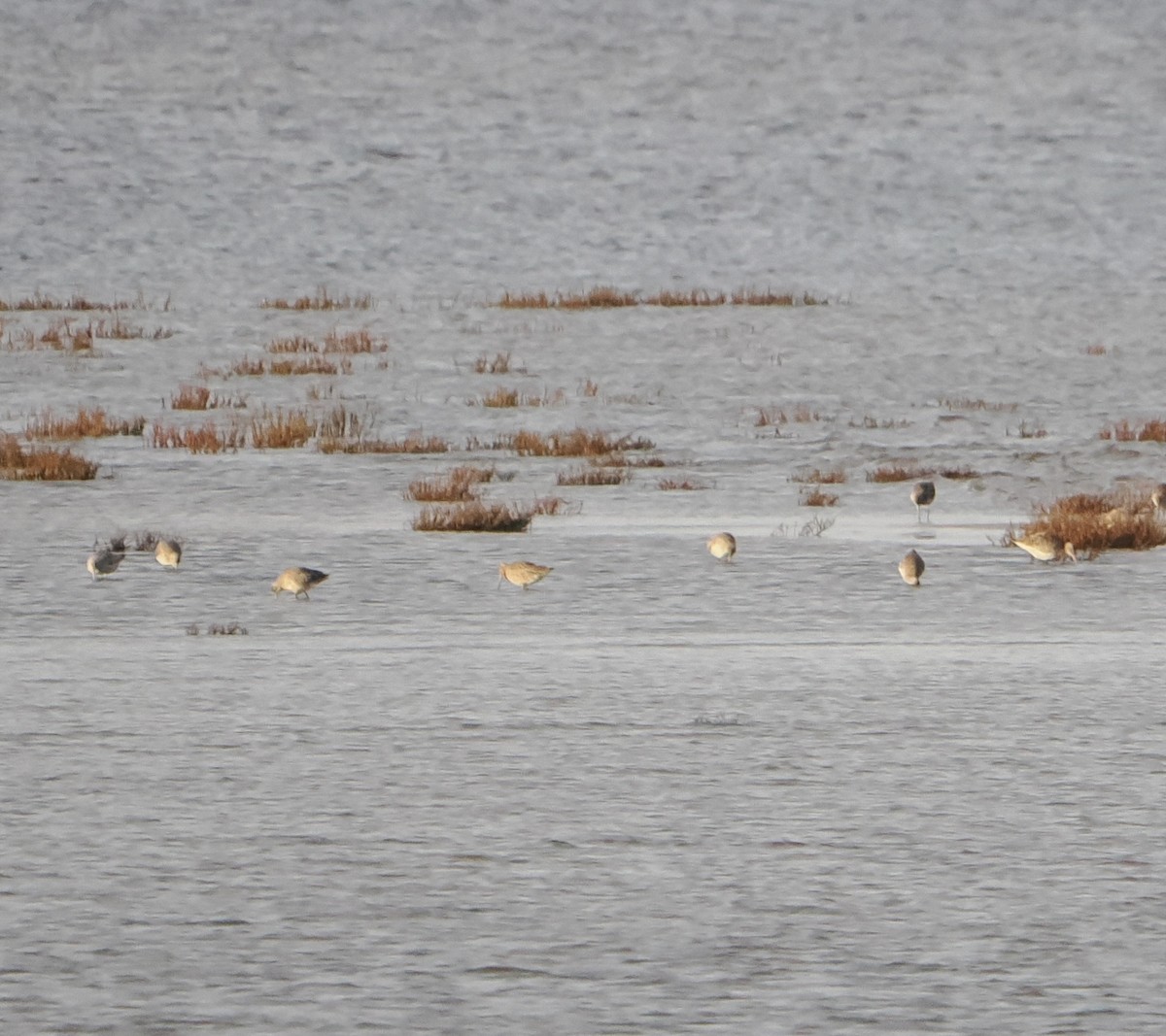 Bar-tailed Godwit - ML640024750