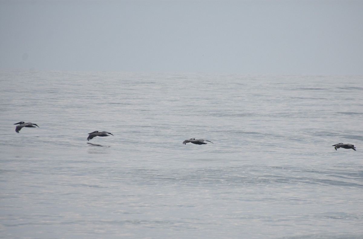 Brown Pelican - ML640024760