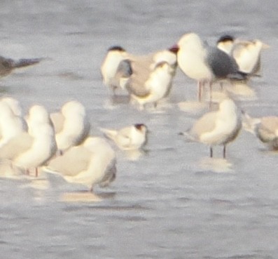White-fronted Tern - ML640024771