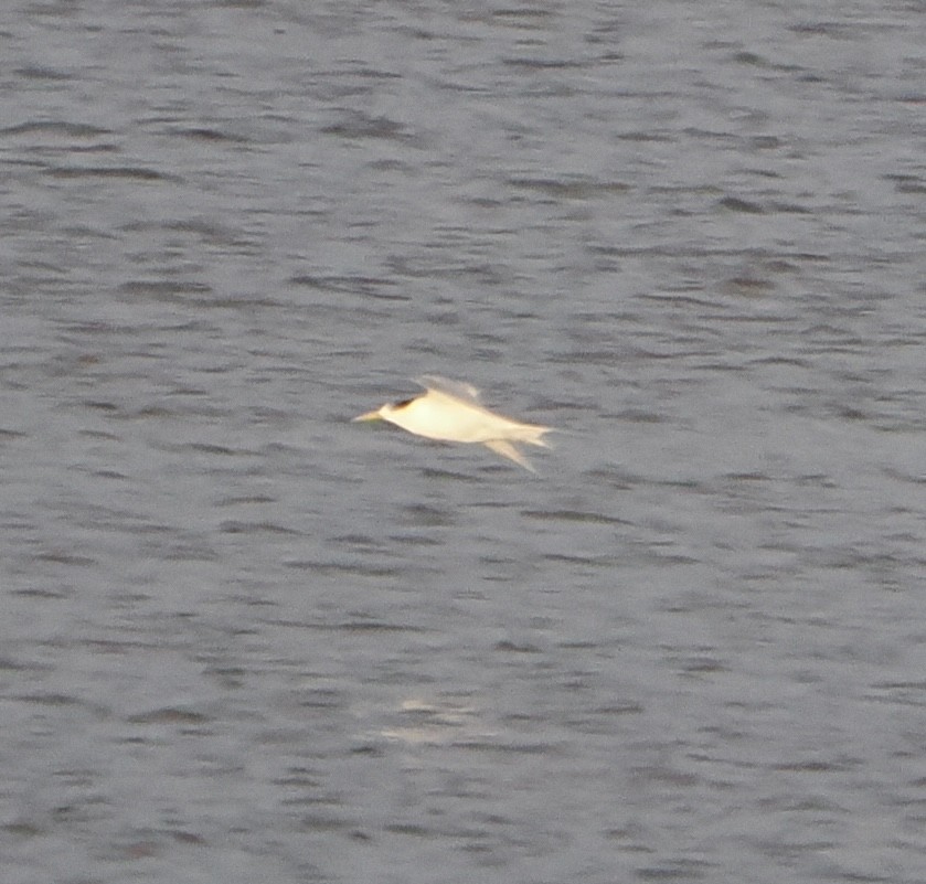 Great Crested Tern - ML640024779