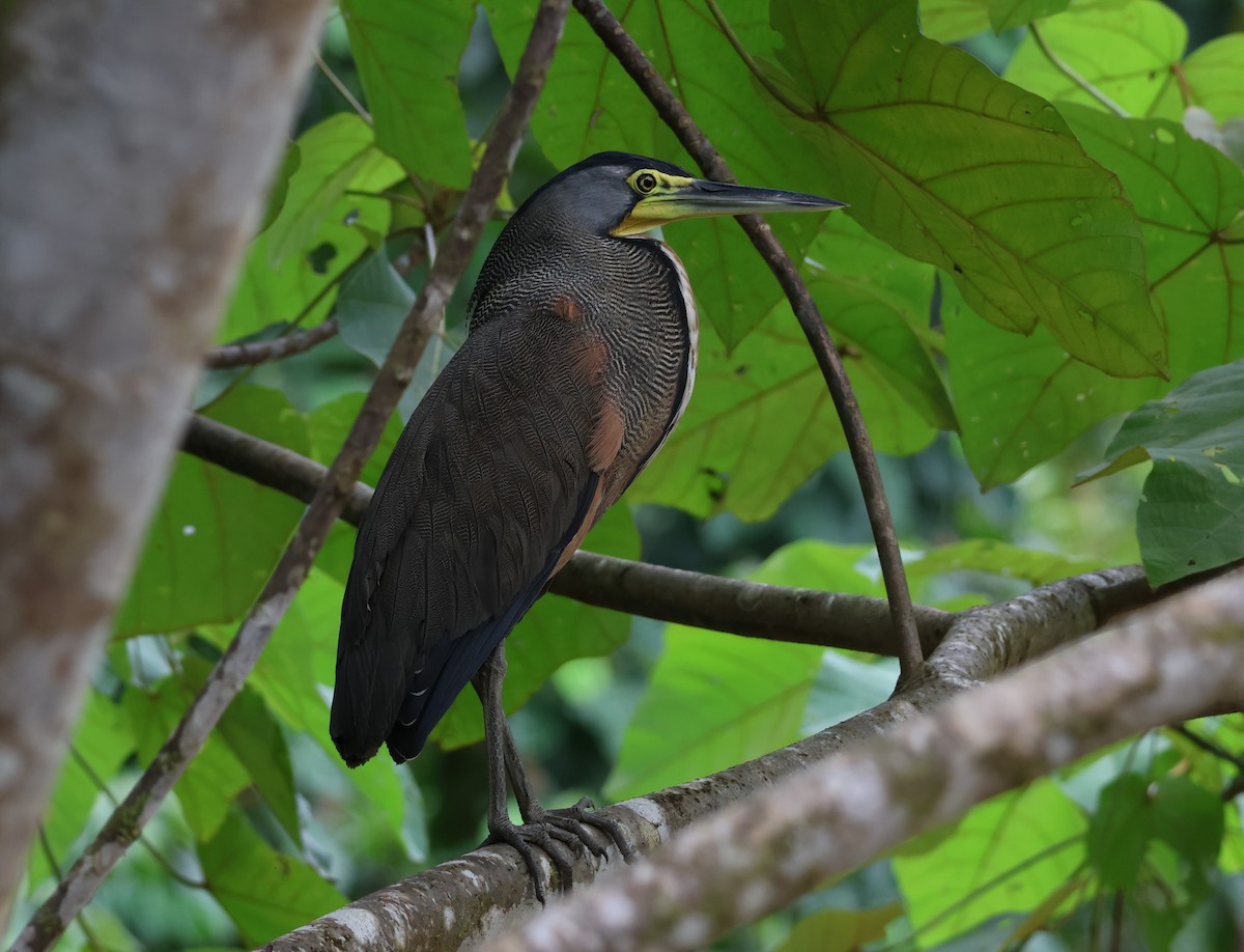 Bare-throated Tiger-Heron - ML640024783