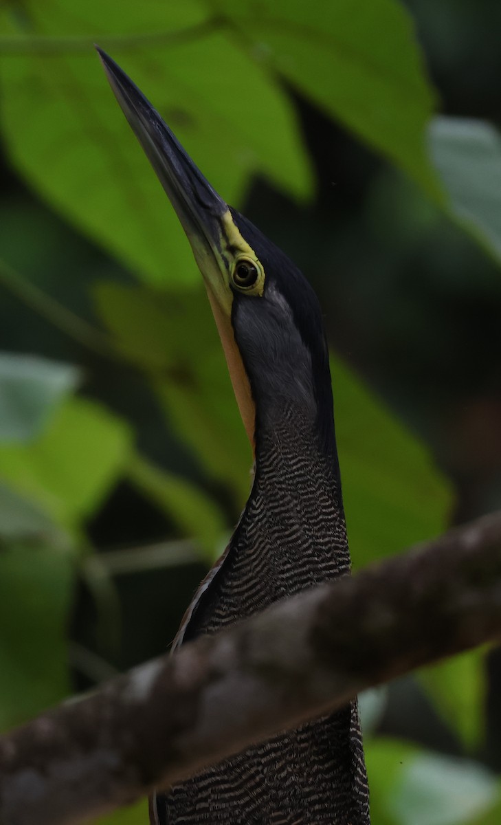 Bare-throated Tiger-Heron - ML640024787