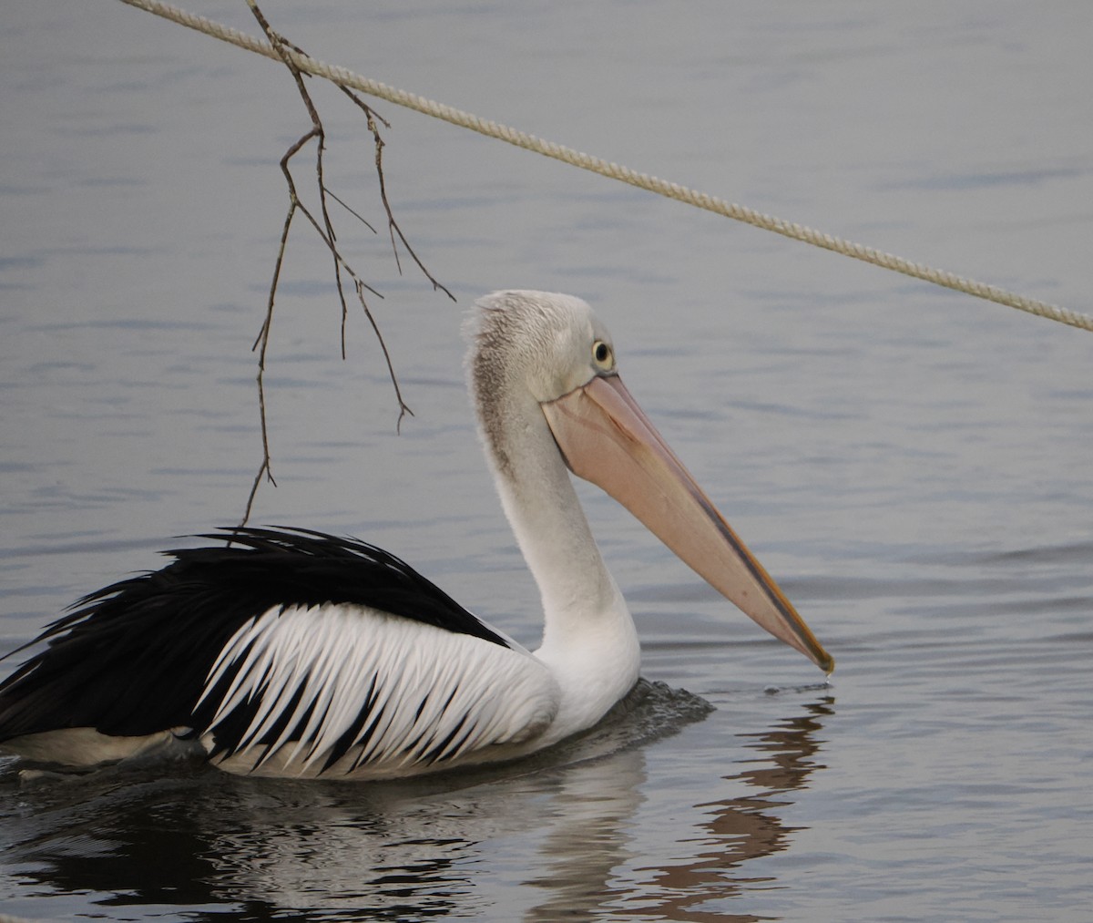 Australian Pelican - ML640024792