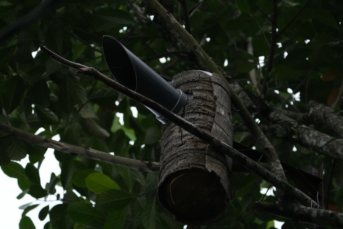 Bali Myna - ML640024796