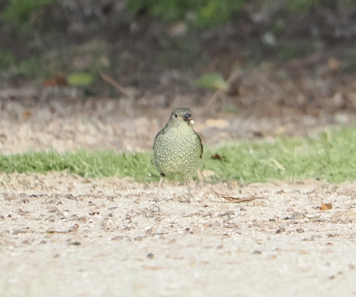 Satin Bowerbird - ML640024843