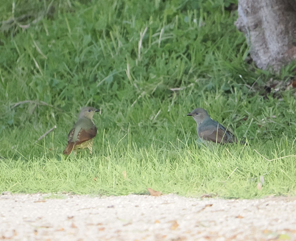 Satin Bowerbird - ML640024844
