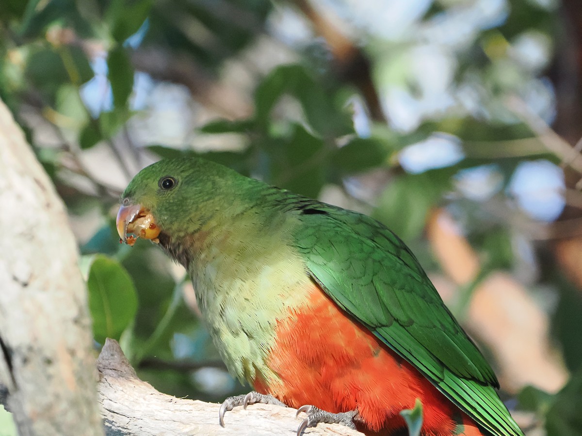 Australian King-Parrot - ML640024847