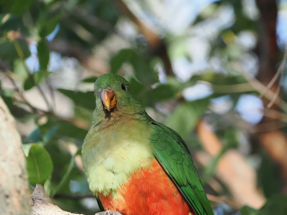 Australian King-Parrot - ML640024848