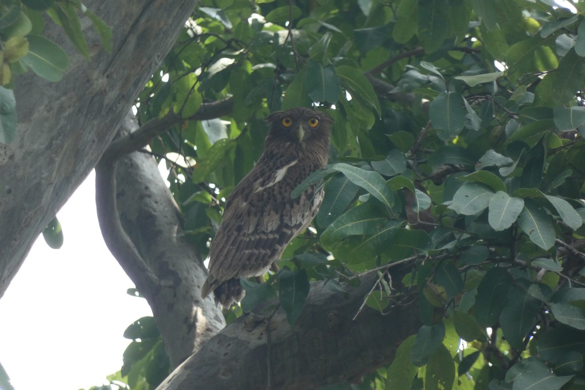 Brown Fish-Owl - ML640024849