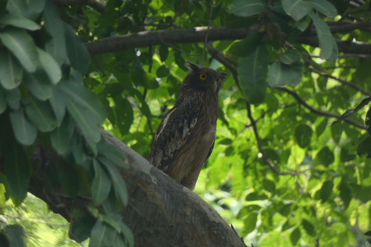Brown Fish-Owl - ML640024850