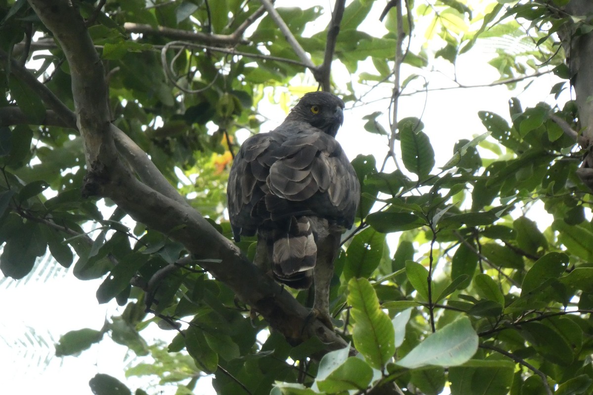 Changeable Hawk-Eagle - ML640024853
