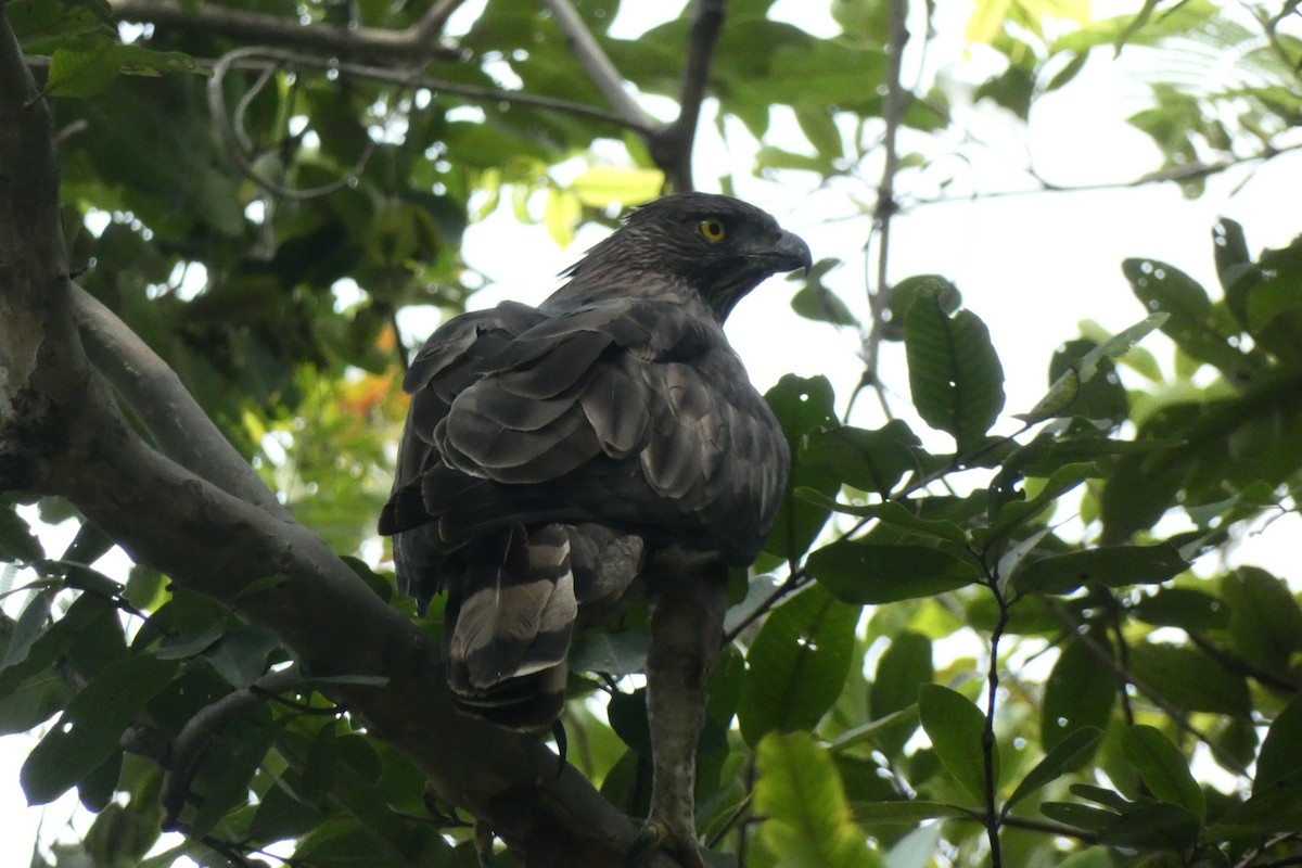 Changeable Hawk-Eagle - ML640024854