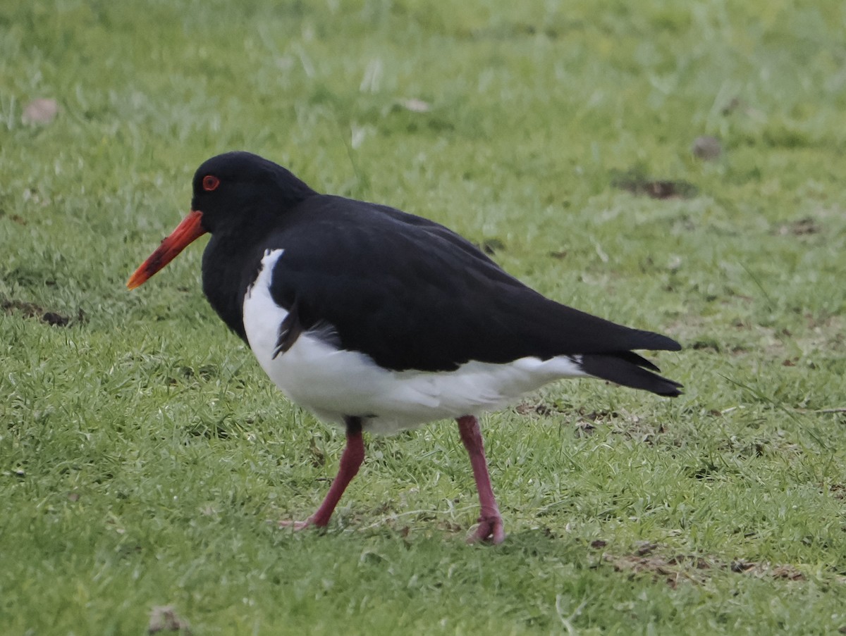 Pied Oystercatcher - ML640024868