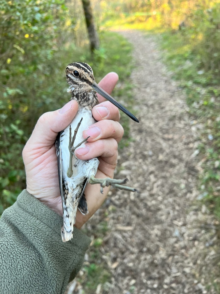 Wilson's Snipe - ML640024871