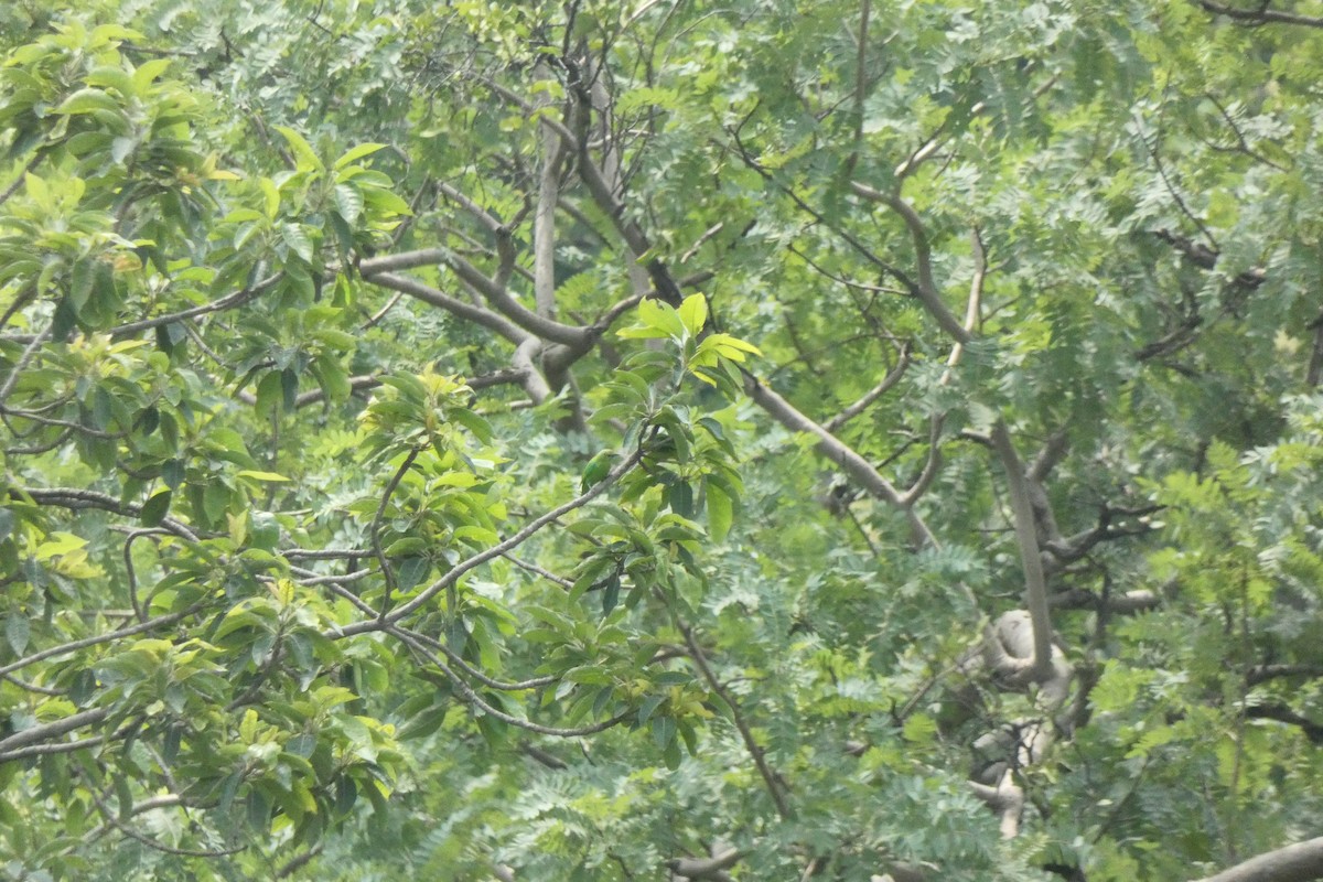 Jerdon's Leafbird - ML640024894