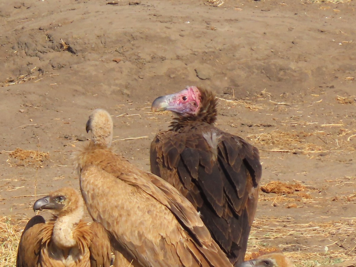 Lappet-faced Vulture - ML640024907