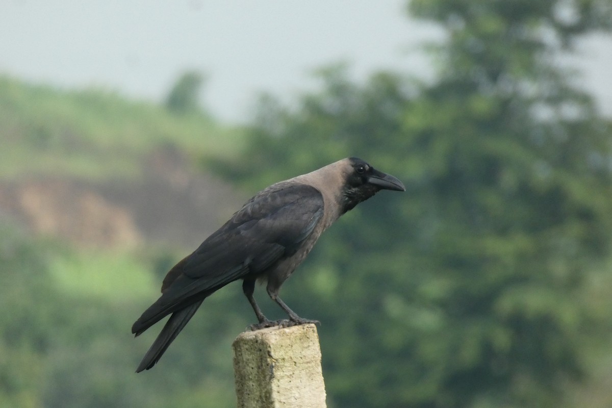 House Crow - ML640024913