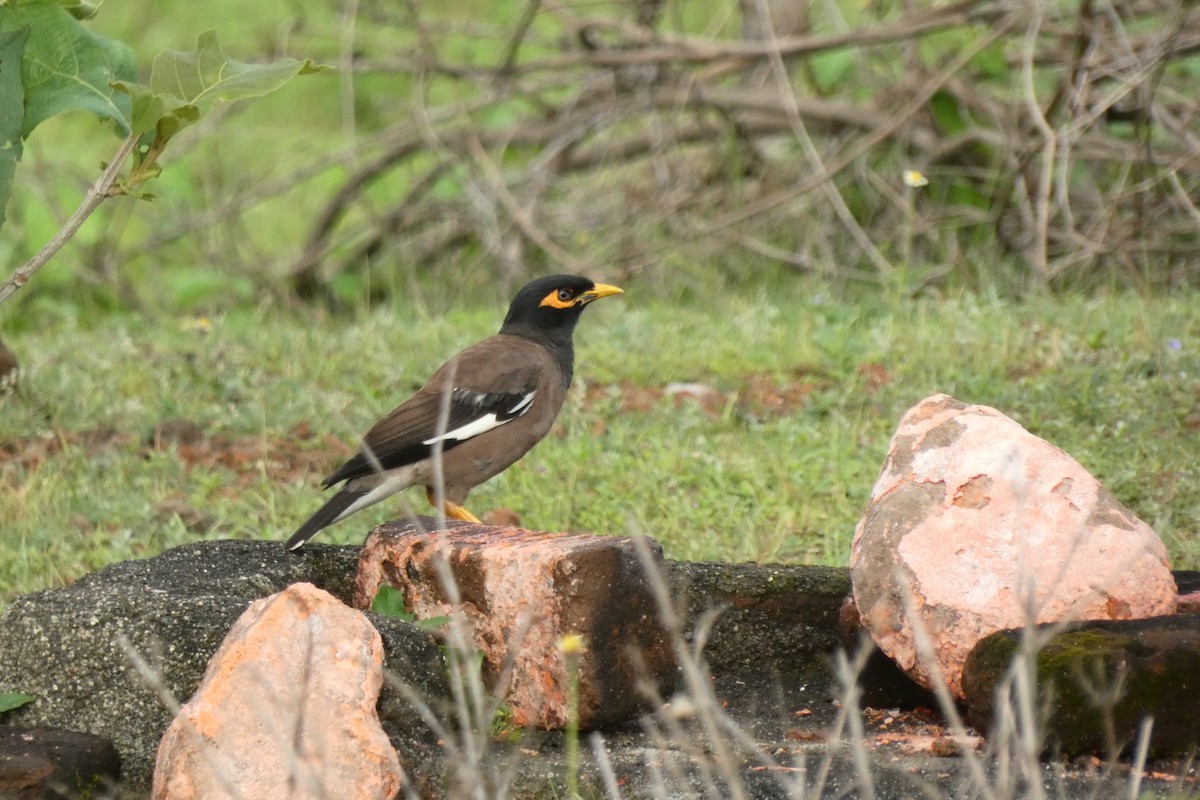 Common Myna - ML640024916
