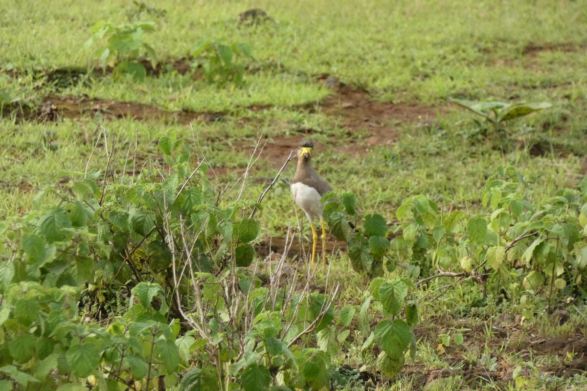 Yellow-wattled Lapwing - ML640024918