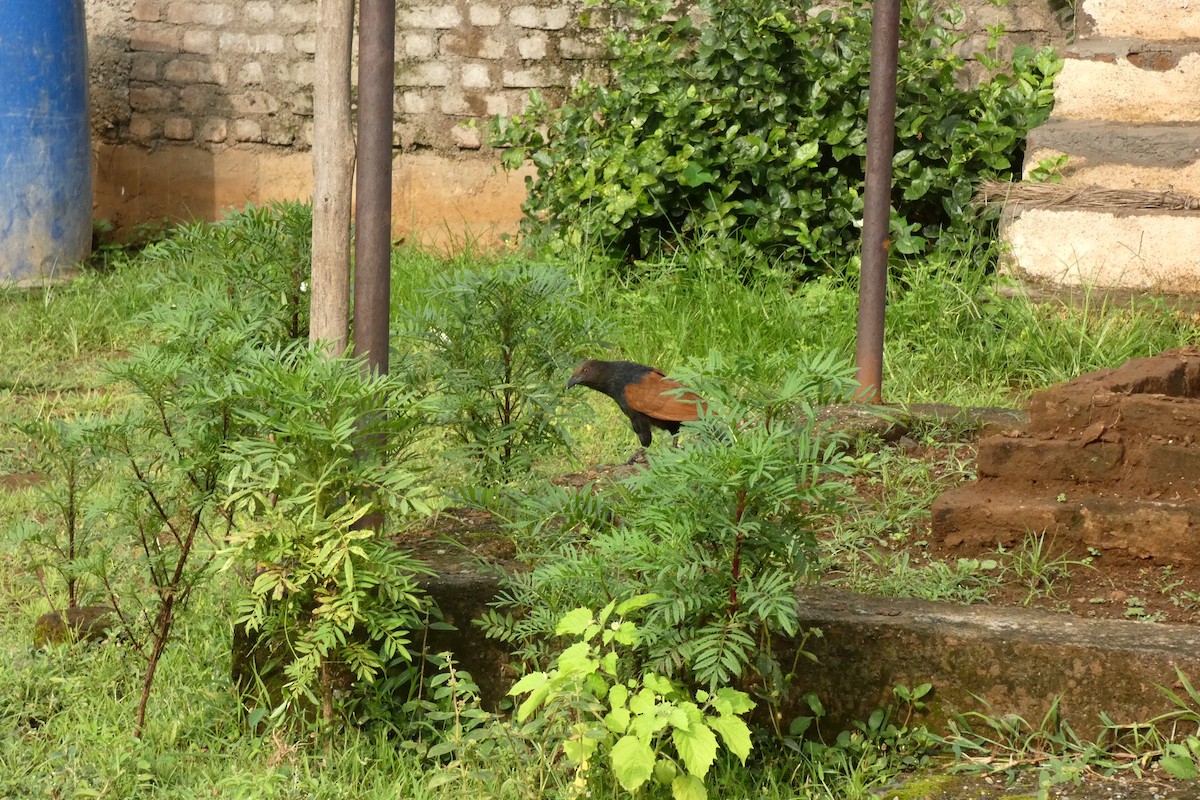 Greater Coucal - ML640024921