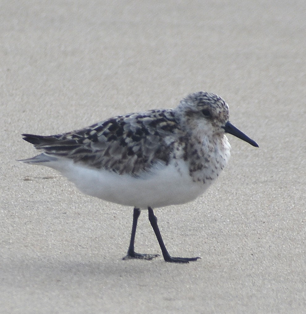 Sanderling - ML640024922