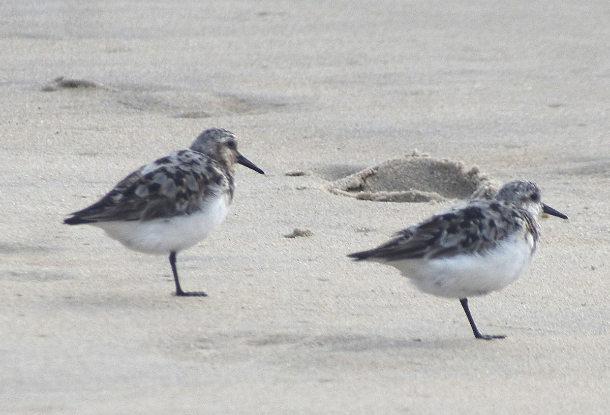 Sanderling - ML640024925