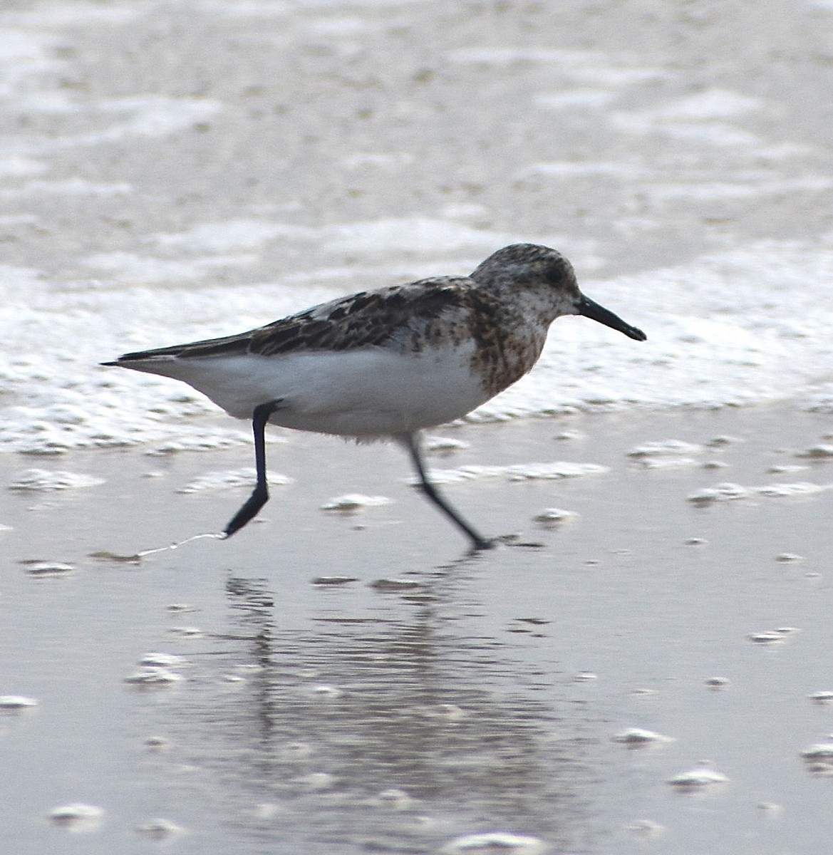 Sanderling - ML640024946