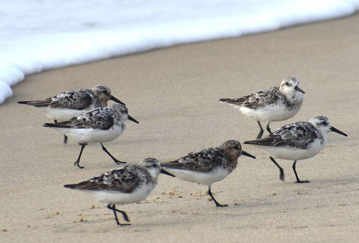 Sanderling - ML640024948