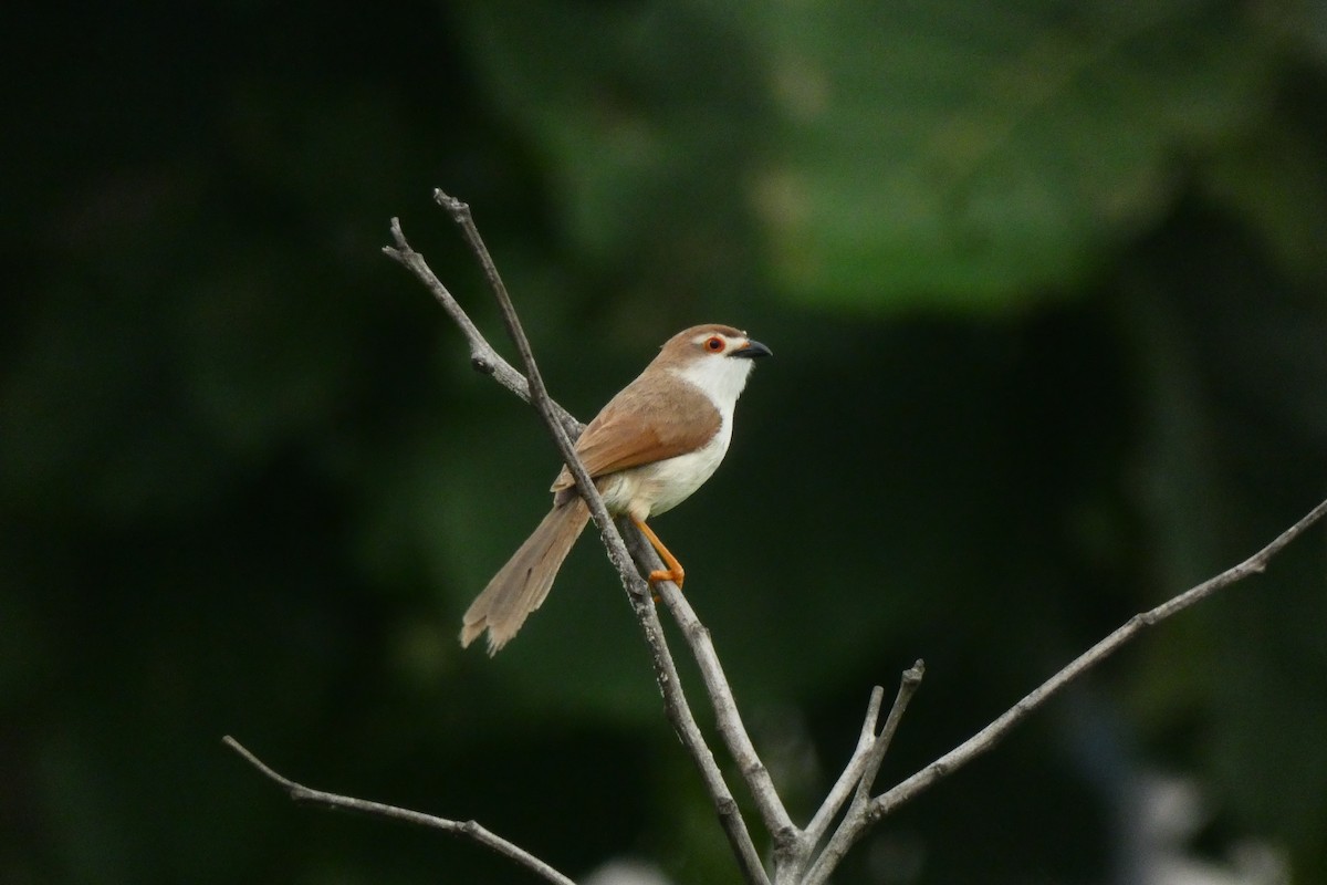 Yellow-eyed Babbler - ML640024962