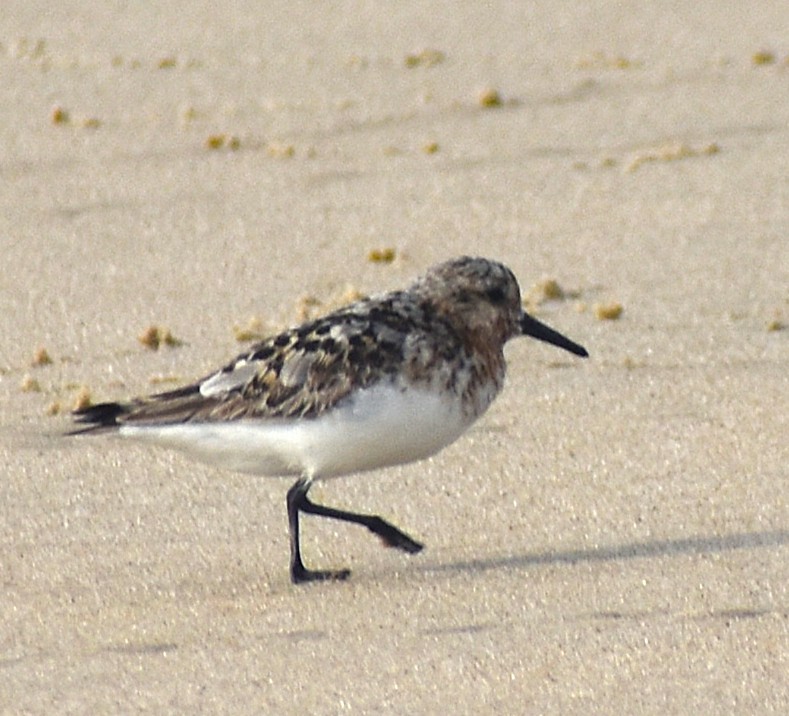 Sanderling - ML640024963